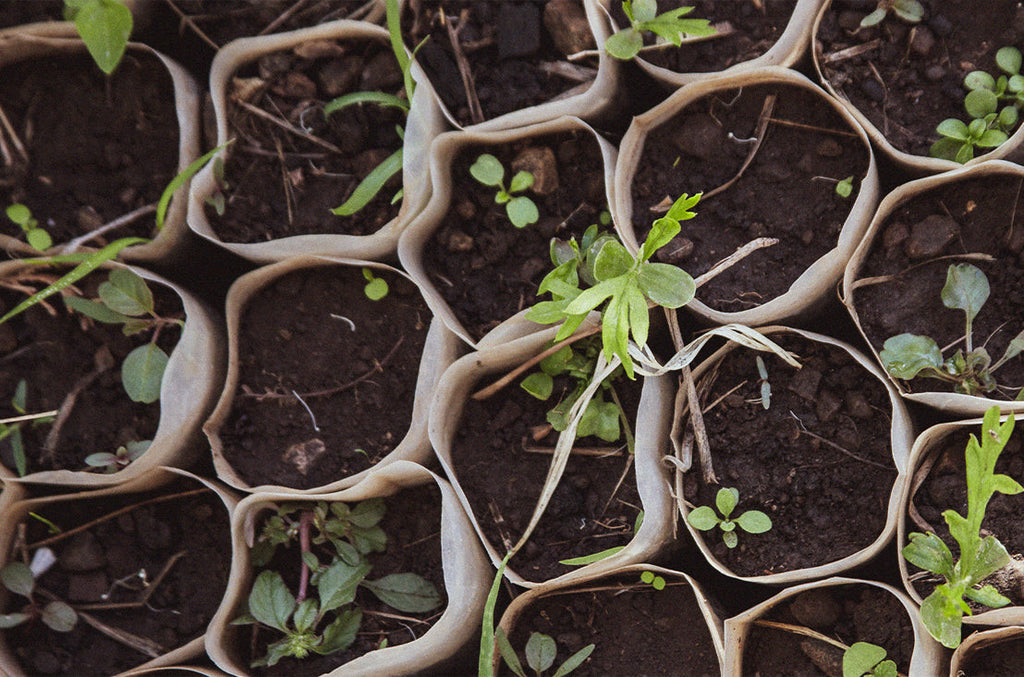 Green Friday by Davines – Schoonheid met een positieve impact
