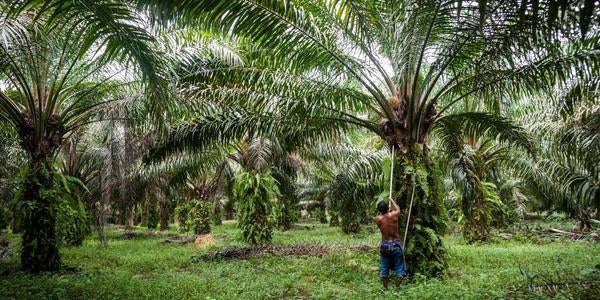 Palm Olie, onze mening
