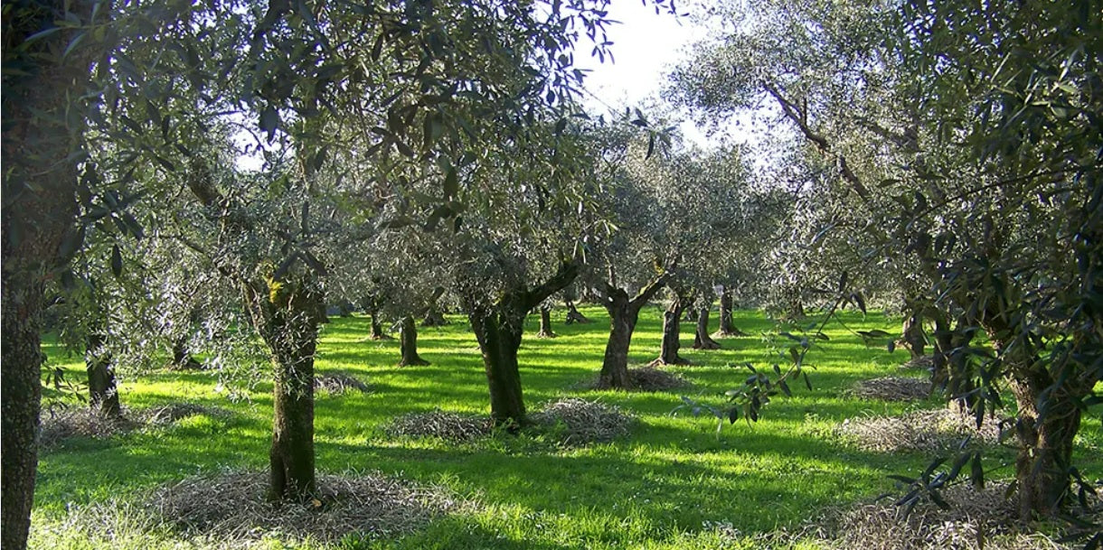 QUERCETANO - OLIJF SLOW FOOD