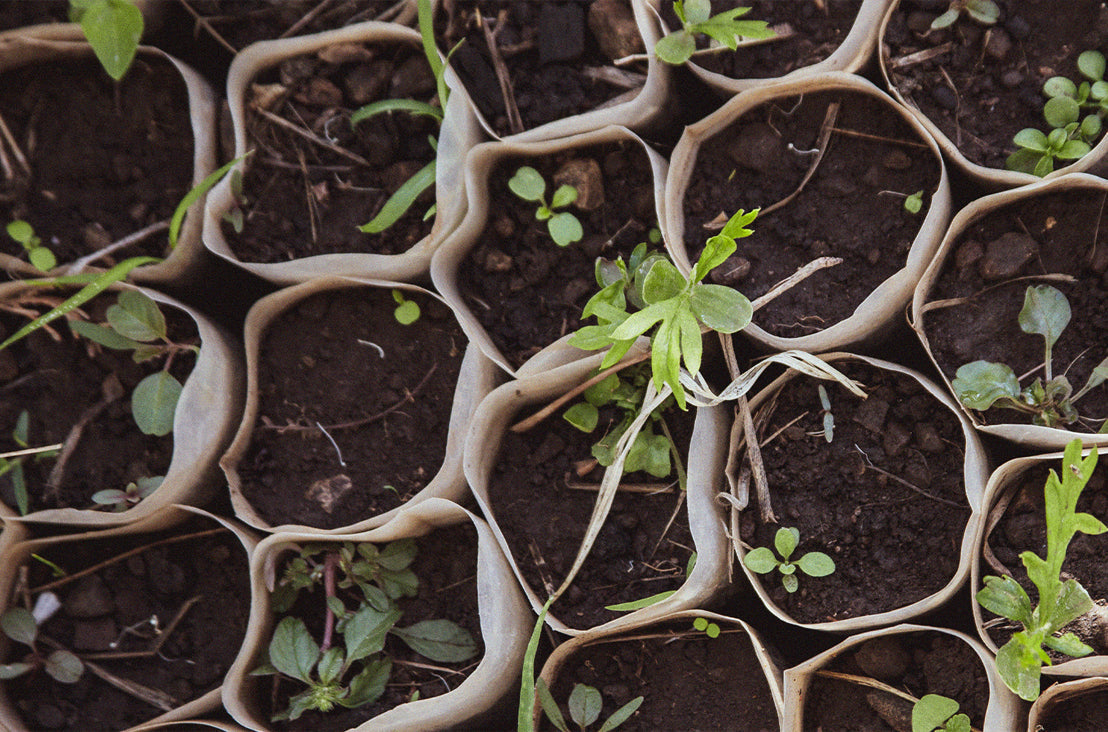 Green Friday by Davines – Schoonheid met een positieve impact