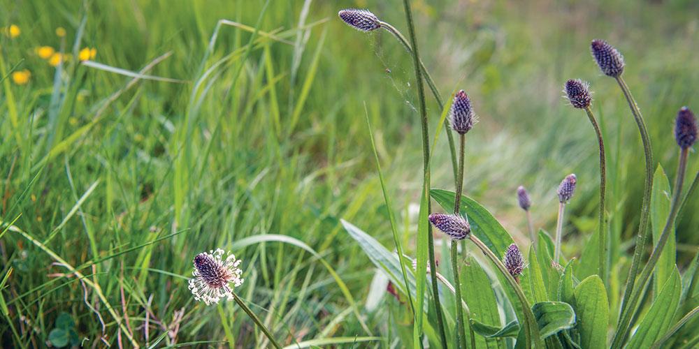 Davines natuurlijkheidscriterium